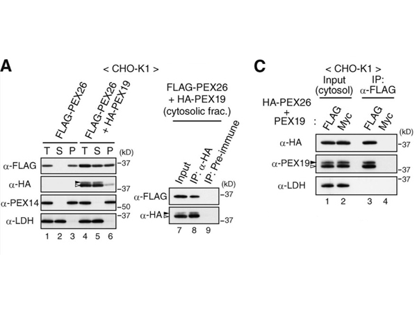 Western Blot using Lactate Dehydrogenase